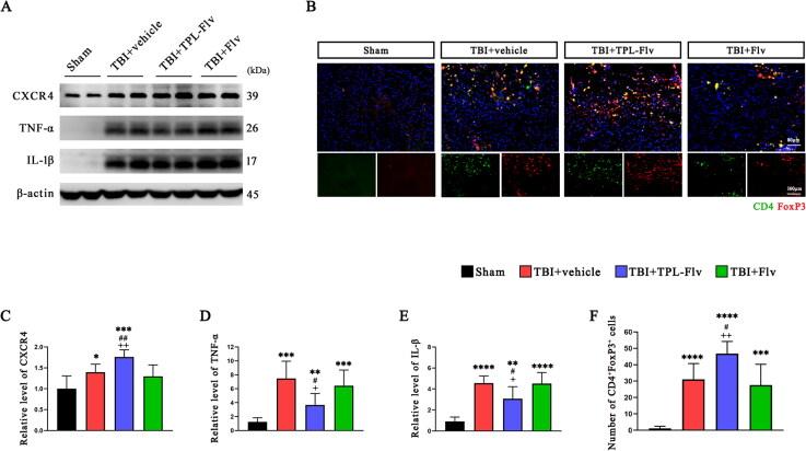 https://cdn.ncbi.nlm.nih.gov/pmc/blobs/8532/12001850/7b6165ca962a/IDRD_A_2486840_F0004_C.jpg