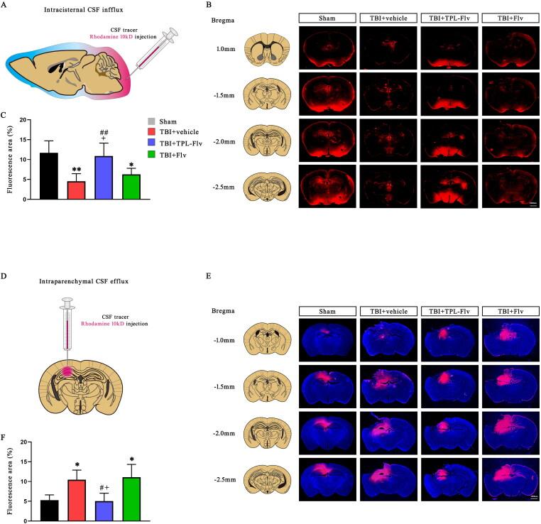 https://cdn.ncbi.nlm.nih.gov/pmc/blobs/8532/12001850/fe92e47aa3ce/IDRD_A_2486840_F0007_C.jpg