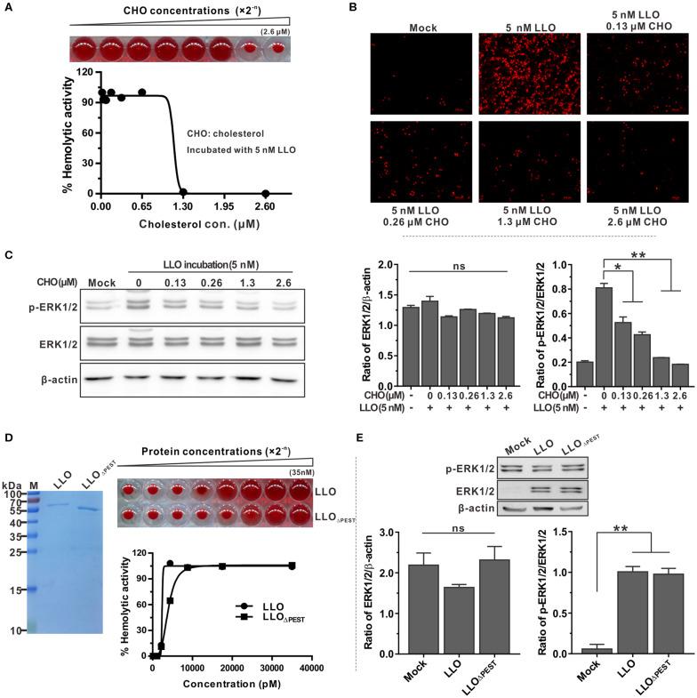 https://cdn.ncbi.nlm.nih.gov/pmc/blobs/8534/7283531/84a9a4b0d94e/fimmu-11-01146-g0004.jpg
