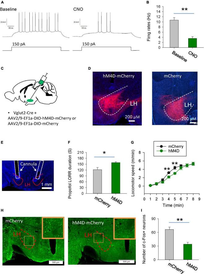 https://cdn.ncbi.nlm.nih.gov/pmc/blobs/8536/10811086/2509d6810a90/fnins-18-1327293-g003.jpg