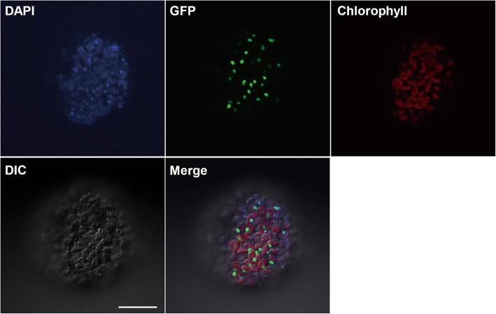 https://cdn.ncbi.nlm.nih.gov/pmc/blobs/8538/8275814/d7915de5de02/12284_2021_498_Fig6_HTML.jpg