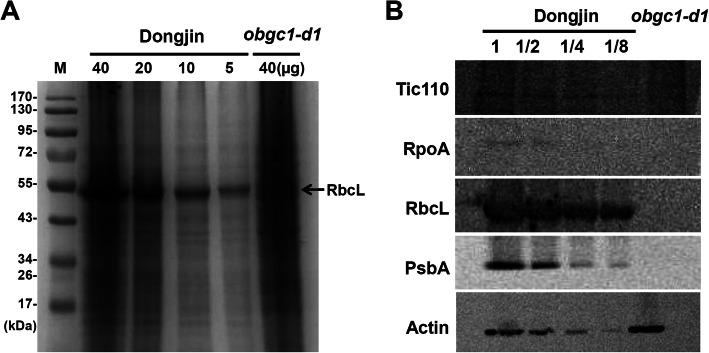 https://cdn.ncbi.nlm.nih.gov/pmc/blobs/8538/8275814/dad791cce3f9/12284_2021_498_Fig8_HTML.jpg