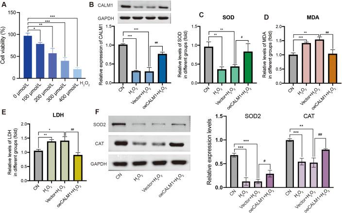 https://cdn.ncbi.nlm.nih.gov/pmc/blobs/853a/12353749/2161d358d886/fonc-15-1618601-g008.jpg