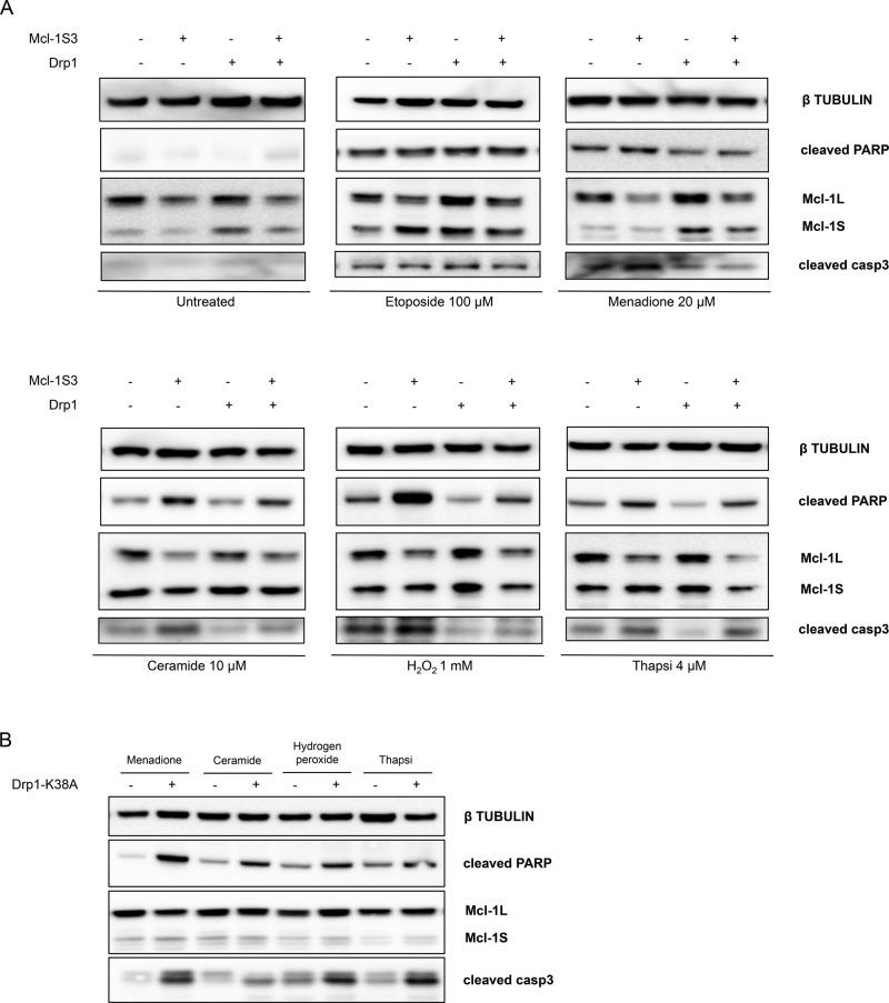 https://cdn.ncbi.nlm.nih.gov/pmc/blobs/853a/4694758/b00806ff9154/20fig6.jpg