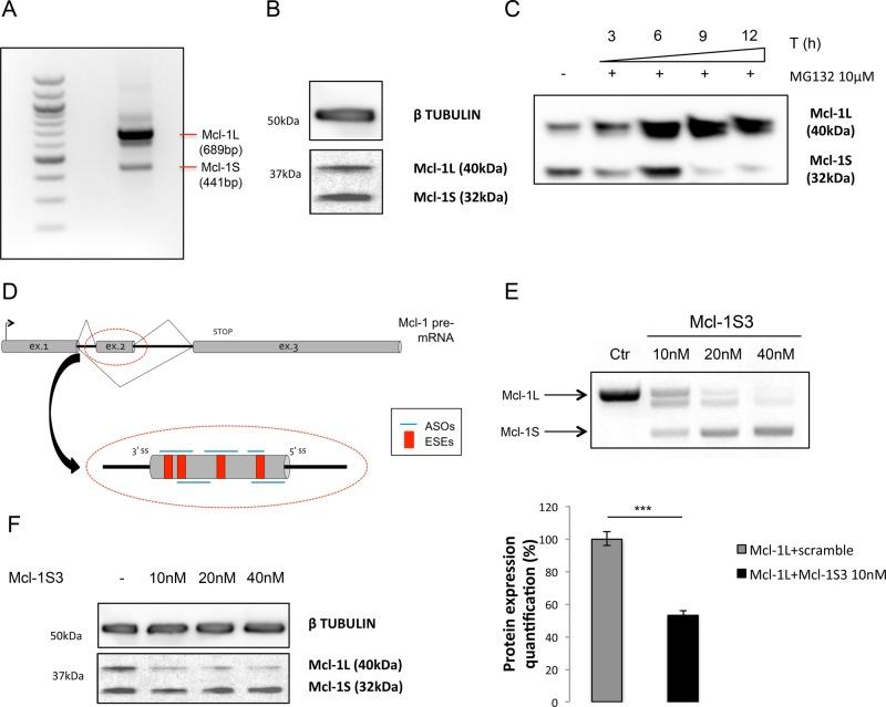 https://cdn.ncbi.nlm.nih.gov/pmc/blobs/853a/4694758/c7d73a32227f/20fig1.jpg