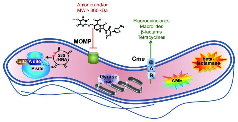 https://cdn.ncbi.nlm.nih.gov/pmc/blobs/853d/3711981/9efbe6cc0d63/viru-4-230-g1.jpg