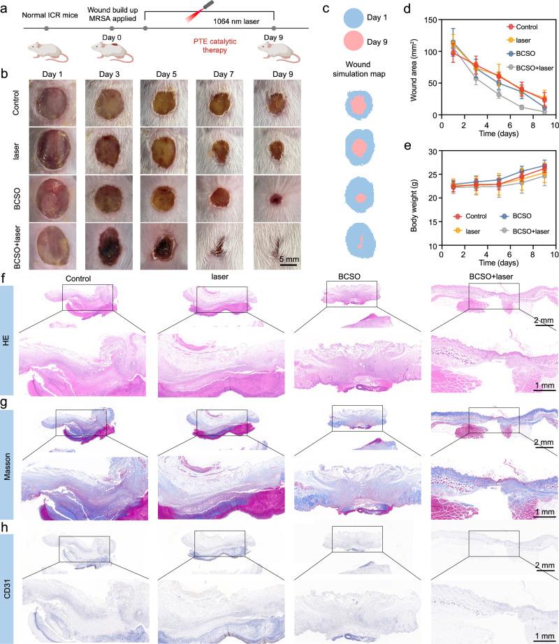 https://cdn.ncbi.nlm.nih.gov/pmc/blobs/8542/12217262/2e9224f19d96/41467_2025_61041_Fig6_HTML.jpg