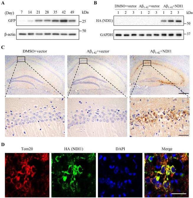 https://cdn.ncbi.nlm.nih.gov/pmc/blobs/8545/11323700/c54ae8e7b1ba/12967_2024_5571_Fig4_HTML.jpg