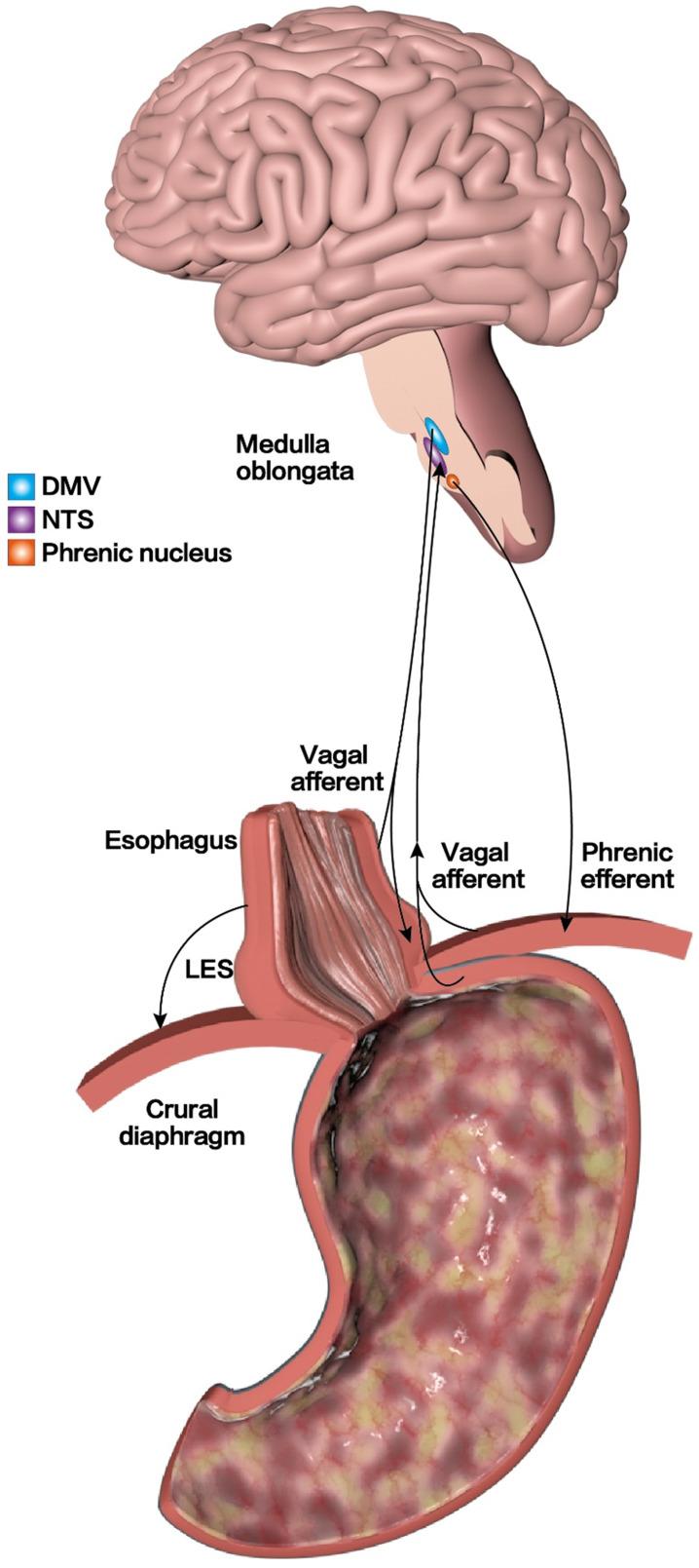 https://cdn.ncbi.nlm.nih.gov/pmc/blobs/8547/8579455/0ebd6039163d/ijbsv17p4154g004.jpg