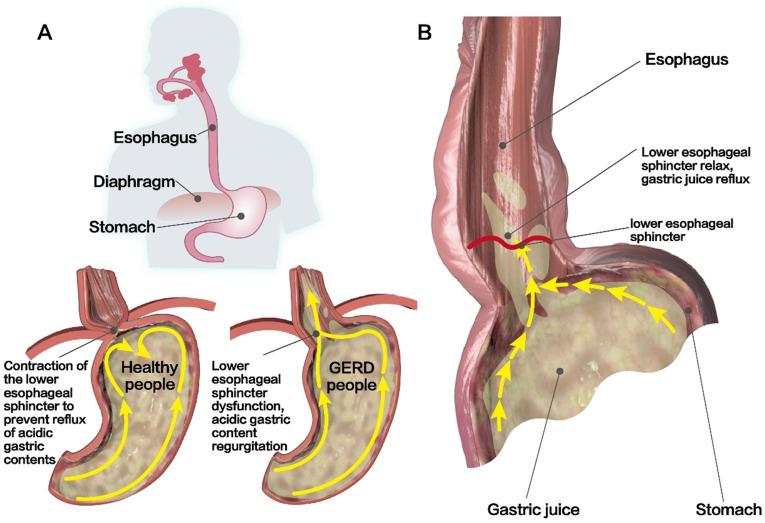 https://cdn.ncbi.nlm.nih.gov/pmc/blobs/8547/8579455/2136b4c9f115/ijbsv17p4154g002.jpg