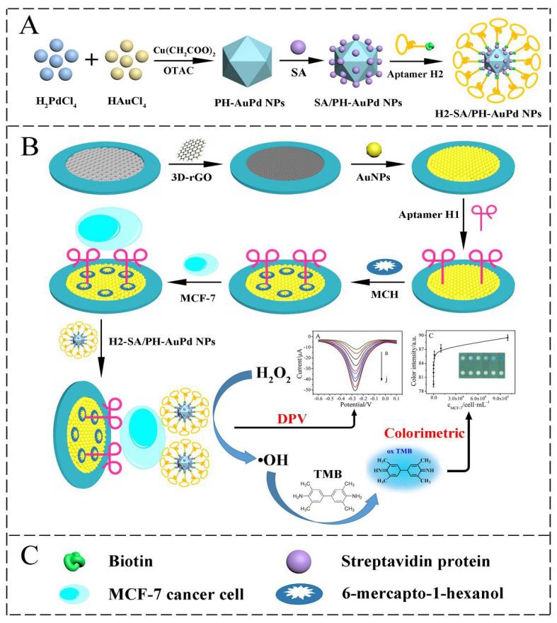 https://cdn.ncbi.nlm.nih.gov/pmc/blobs/8547/9405788/e9e621e4554b/biosensors-12-00607-g007.jpg