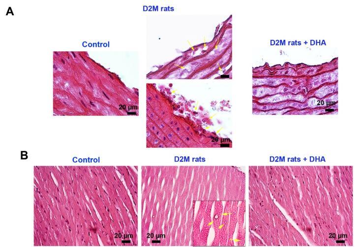https://cdn.ncbi.nlm.nih.gov/pmc/blobs/854b/11347735/b86afa7ec005/apb-14-412-g003.jpg