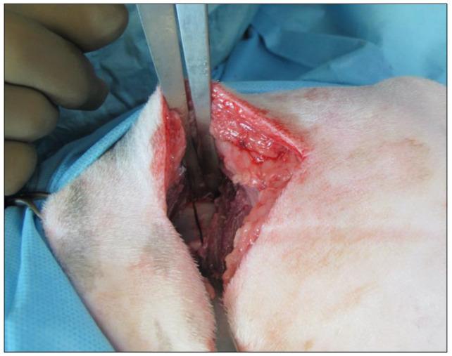 https://cdn.ncbi.nlm.nih.gov/pmc/blobs/854d/9228764/563b33c62947/vetsci-09-00259-g002.jpg