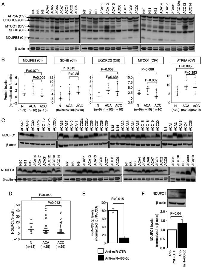 https://cdn.ncbi.nlm.nih.gov/pmc/blobs/854d/9529429/cef126f78e26/IJO-61-5-05430-g03.jpg