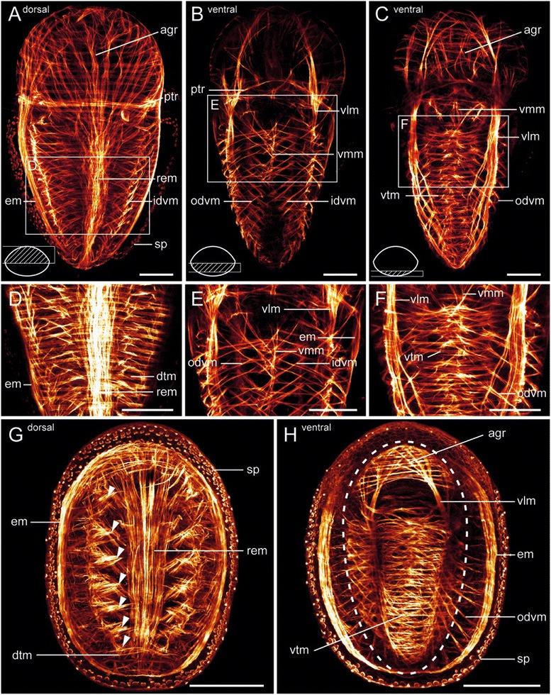 https://cdn.ncbi.nlm.nih.gov/pmc/blobs/854e/4575435/64cbafed523c/12862_2015_467_Fig5_HTML.jpg