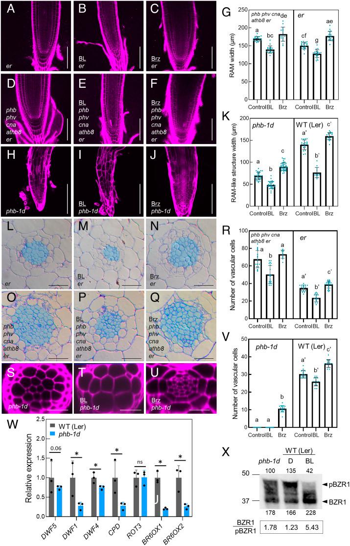 https://cdn.ncbi.nlm.nih.gov/pmc/blobs/8550/10104508/cdc3492056fe/pnas.2216632120fig02.jpg