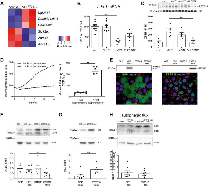 https://cdn.ncbi.nlm.nih.gov/pmc/blobs/8551/10457389/807ba89555c8/41419_2023_6074_Fig6_HTML.jpg