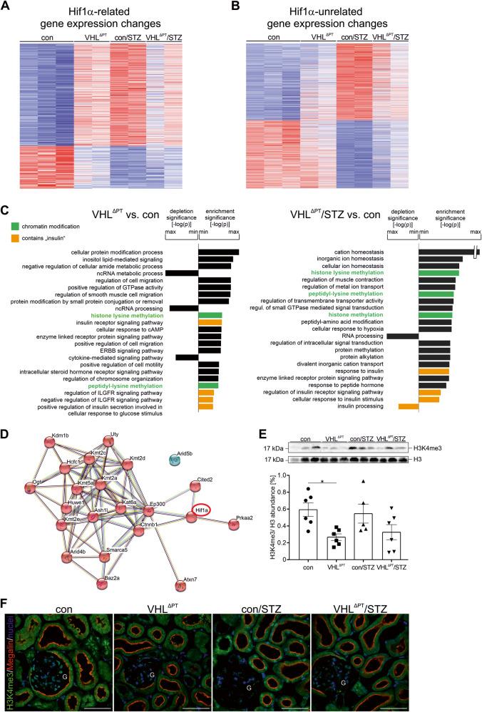 https://cdn.ncbi.nlm.nih.gov/pmc/blobs/8551/10457389/ab33efca30c8/41419_2023_6074_Fig5_HTML.jpg