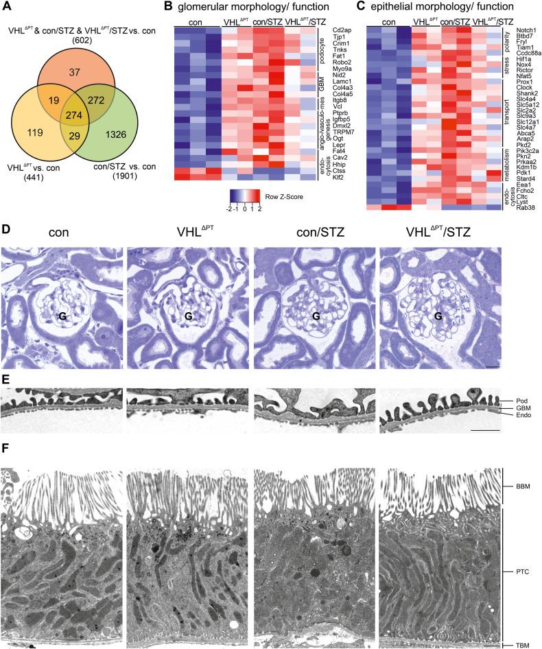 https://cdn.ncbi.nlm.nih.gov/pmc/blobs/8551/10457389/fb11b5a0b08d/41419_2023_6074_Fig3_HTML.jpg