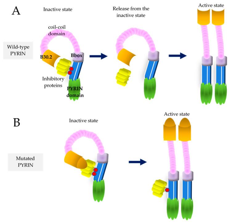 https://cdn.ncbi.nlm.nih.gov/pmc/blobs/8551/9318468/09ed7c8d3b01/cells-11-02231-g001.jpg