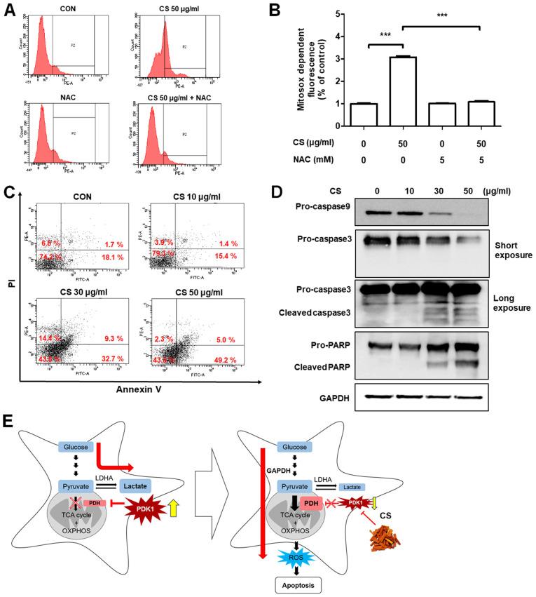 https://cdn.ncbi.nlm.nih.gov/pmc/blobs/8553/7903453/857fab7fa2a1/etm-21-04-09788-g03.jpg