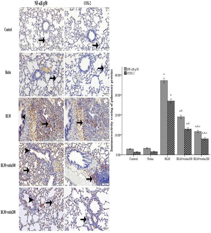 https://cdn.ncbi.nlm.nih.gov/pmc/blobs/8554/11920148/dfc352c6e733/fphar-16-1522690-g008.jpg