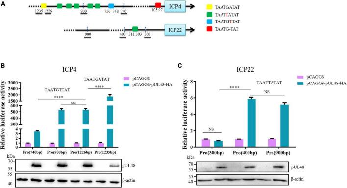 https://cdn.ncbi.nlm.nih.gov/pmc/blobs/8555/8733724/238d73b8c833/fmicb-12-795730-g003.jpg