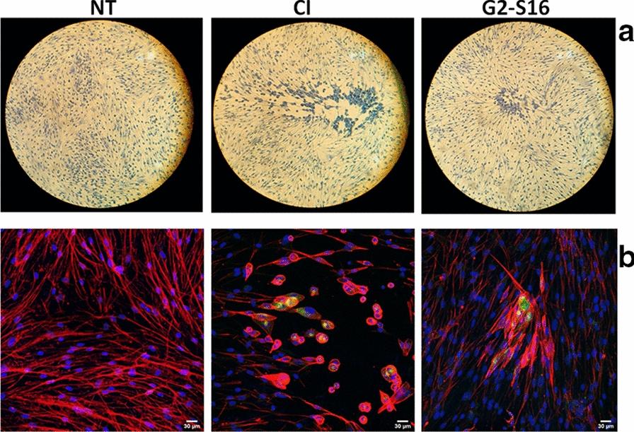 https://cdn.ncbi.nlm.nih.gov/pmc/blobs/855b/7927225/8d82a62da389/12951_2021_809_Fig4_HTML.jpg
