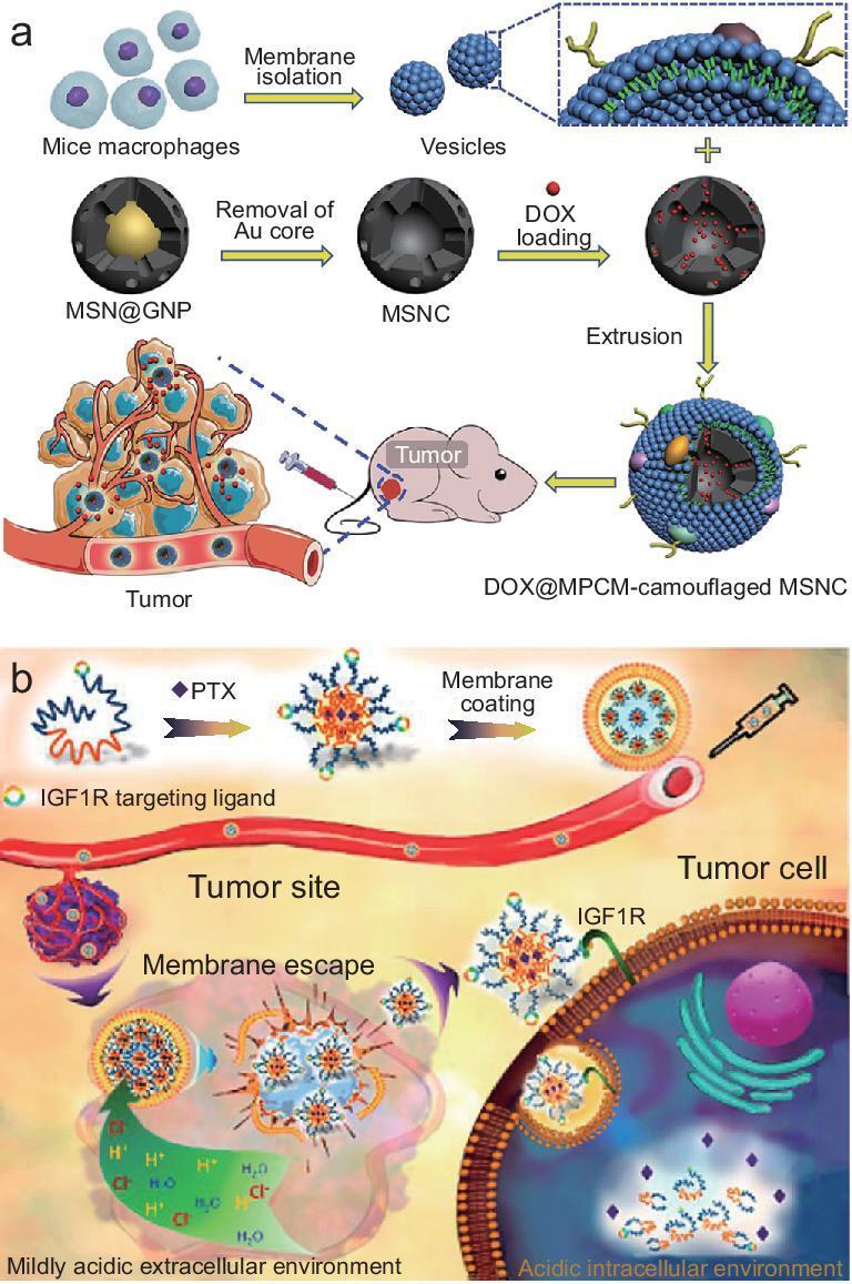 https://cdn.ncbi.nlm.nih.gov/pmc/blobs/8563/8291551/74ef8ed3a205/nwz037fig3.jpg