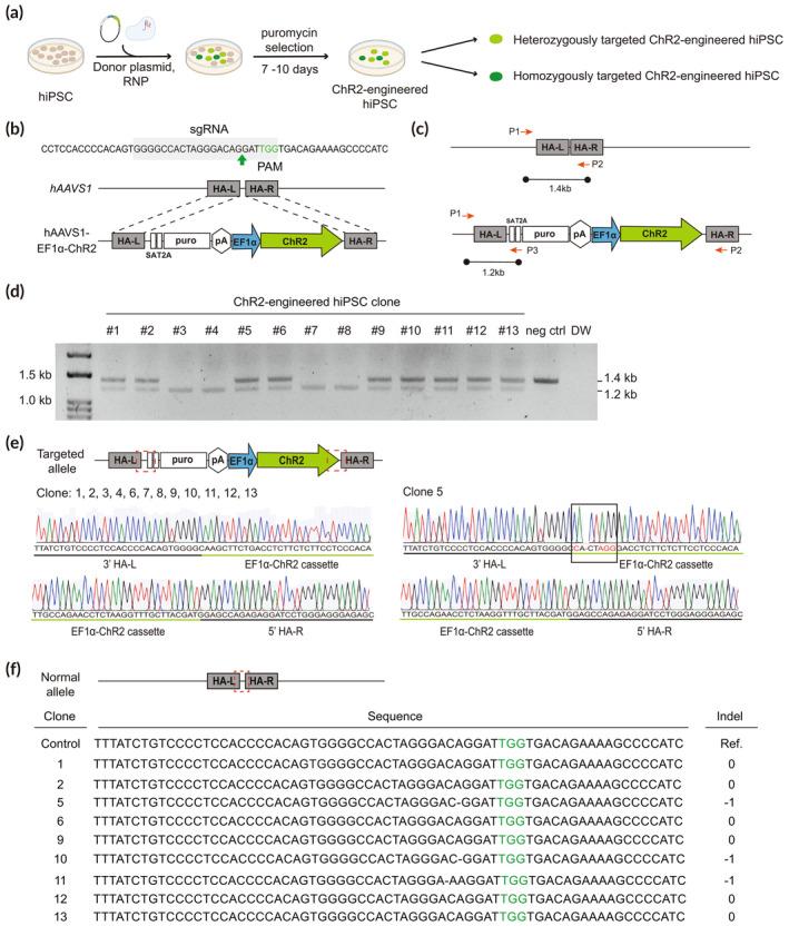 https://cdn.ncbi.nlm.nih.gov/pmc/blobs/8565/11558186/6c822d1aa698/BTM2-9-e10690-g007.jpg