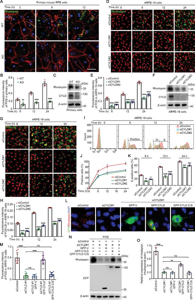 https://cdn.ncbi.nlm.nih.gov/pmc/blobs/8565/11615780/a5bb913679a2/ADVS-11-2404067-g005.jpg