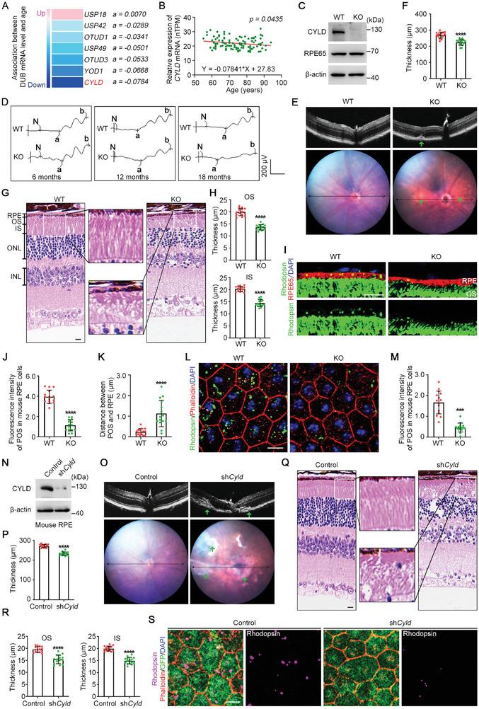 https://cdn.ncbi.nlm.nih.gov/pmc/blobs/8565/11615780/d22ecf3f3087/ADVS-11-2404067-g008.jpg