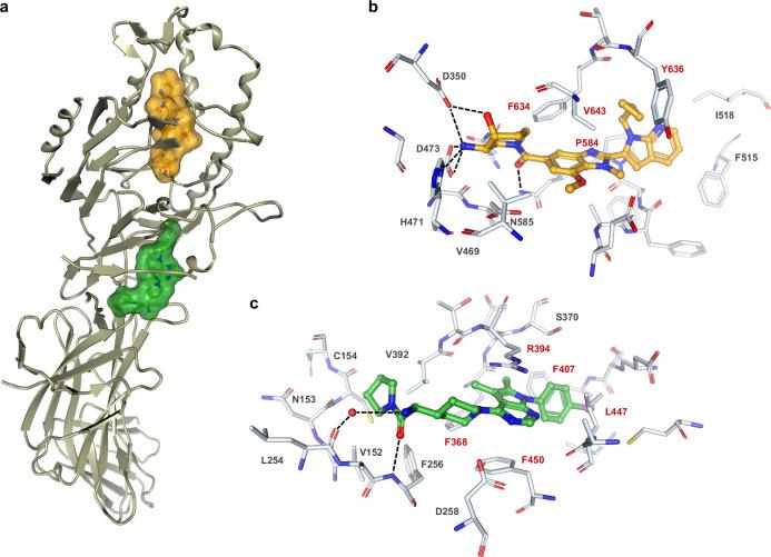 https://cdn.ncbi.nlm.nih.gov/pmc/blobs/8566/12084562/632557b553a4/41467_2025_59919_Fig2_HTML.jpg