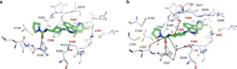 https://cdn.ncbi.nlm.nih.gov/pmc/blobs/8566/12084562/fe8eada79472/41467_2025_59919_Fig5_HTML.jpg