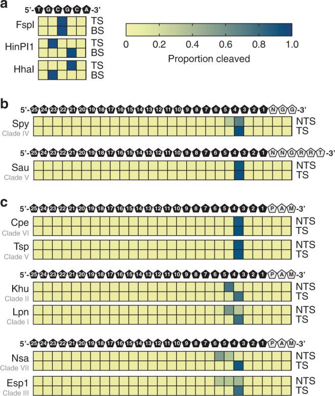 https://cdn.ncbi.nlm.nih.gov/pmc/blobs/856b/7606464/c5941b9679a3/41467_2020_19344_Fig5_HTML.jpg