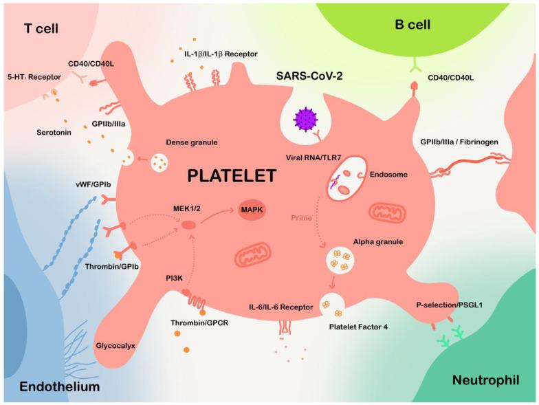 https://cdn.ncbi.nlm.nih.gov/pmc/blobs/8574/10531760/e8a23c4a8874/ijms-24-14133-g001.jpg