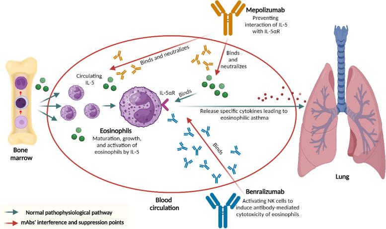 https://cdn.ncbi.nlm.nih.gov/pmc/blobs/8578/11467159/1b7e71101ffc/43556_2024_210_Fig5_HTML.jpg