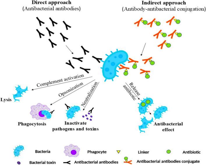 https://cdn.ncbi.nlm.nih.gov/pmc/blobs/8578/11467159/bd0f7ea015ca/43556_2024_210_Fig6_HTML.jpg