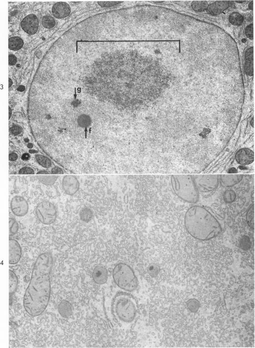 https://cdn.ncbi.nlm.nih.gov/pmc/blobs/8578/1907286/c557cfc6af95/amjpathol00277-0048-a.jpg