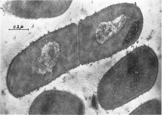 https://cdn.ncbi.nlm.nih.gov/pmc/blobs/8578/315955/c68d0af85ebb/jbacter00419-0395-a.jpg