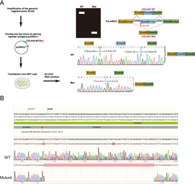 https://cdn.ncbi.nlm.nih.gov/pmc/blobs/857b/12086199/0ec14b40b229/41598_2025_1663_Fig2_HTML.jpg