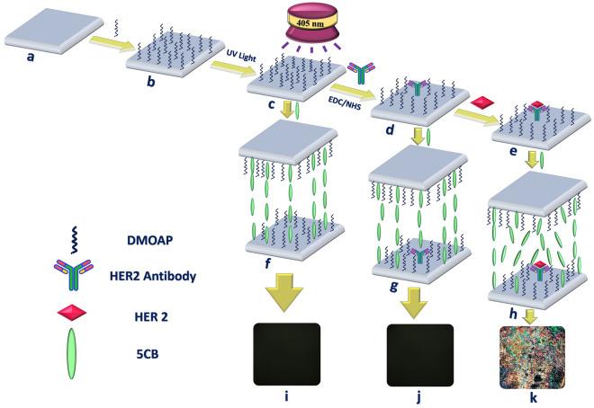 https://cdn.ncbi.nlm.nih.gov/pmc/blobs/857f/10133346/9ec404eaf9b5/41598_2023_31668_Fig1_HTML.jpg