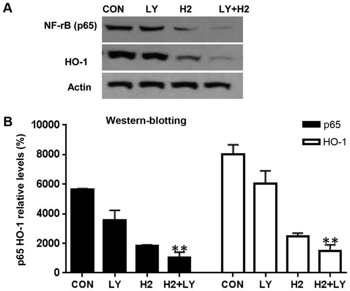 https://cdn.ncbi.nlm.nih.gov/pmc/blobs/8583/6072234/bcc34db6bc8a/MMR-18-02-2182-g03.jpg
