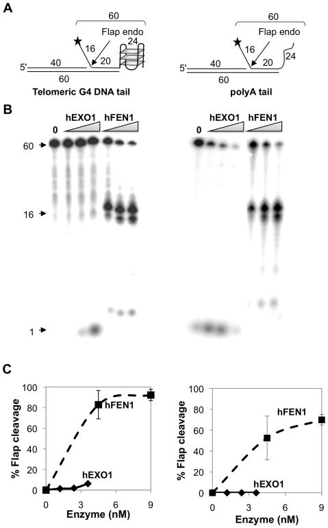 https://cdn.ncbi.nlm.nih.gov/pmc/blobs/8586/2811187/cb52b202c8c2/pone.0008908.g002.jpg