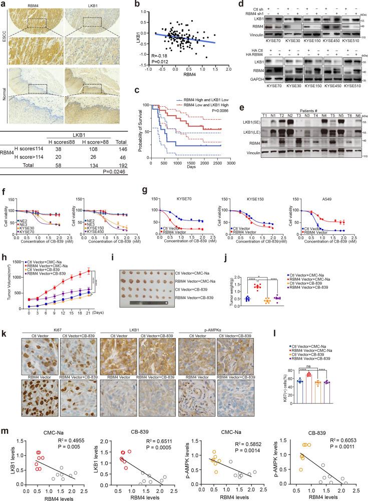 https://cdn.ncbi.nlm.nih.gov/pmc/blobs/8588/10119322/99a0df37baa3/41392_2023_1367_Fig7_HTML.jpg