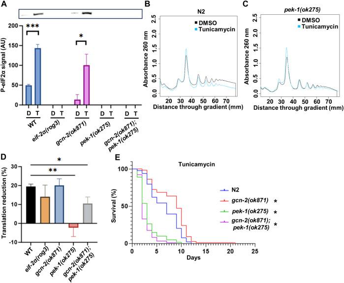 https://cdn.ncbi.nlm.nih.gov/pmc/blobs/858d/10755965/c5dca4099663/fcell-11-1263344-g007.jpg