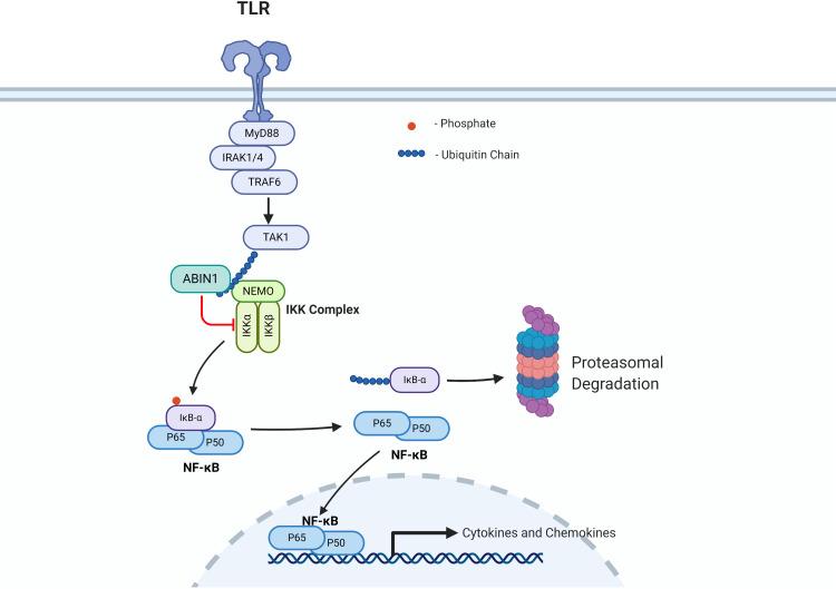 https://cdn.ncbi.nlm.nih.gov/pmc/blobs/858e/7597513/647fda31e993/lupus-2020-000437f02.jpg