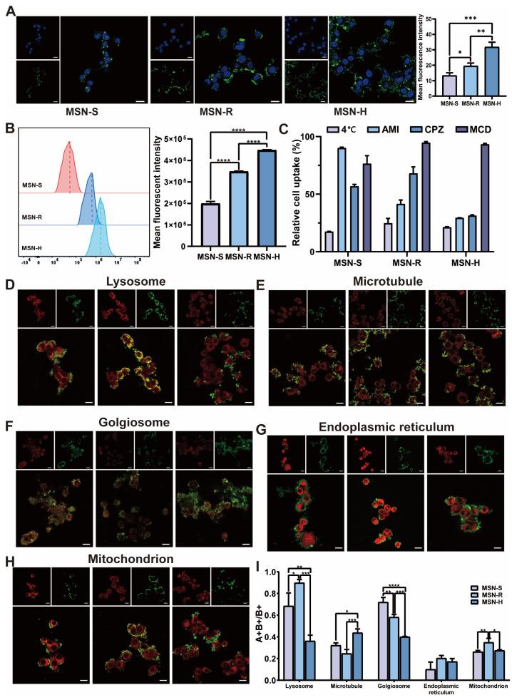 https://cdn.ncbi.nlm.nih.gov/pmc/blobs/859a/11125244/5a2f90f2e364/pharmaceutics-16-00632-g003.jpg