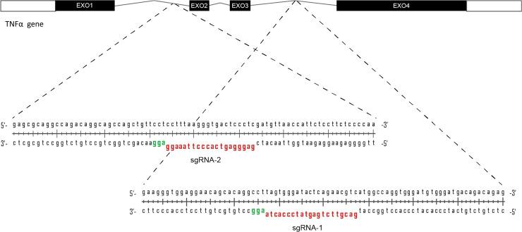 https://cdn.ncbi.nlm.nih.gov/pmc/blobs/859b/7935300/3a7a23d12960/pone.0247603.g001.jpg