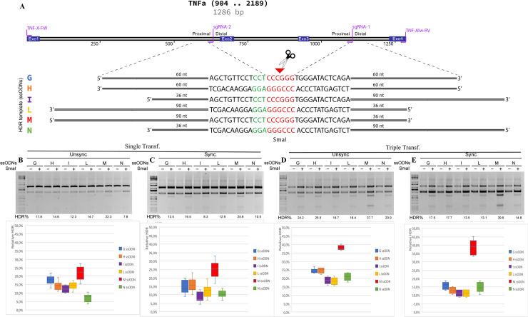 https://cdn.ncbi.nlm.nih.gov/pmc/blobs/859b/7935300/3b73538fda8d/pone.0247603.g005.jpg